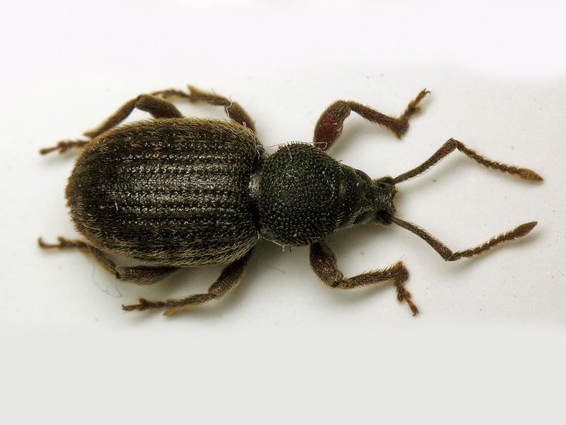 Otiorhynchus brunneus Krynicki, 1834